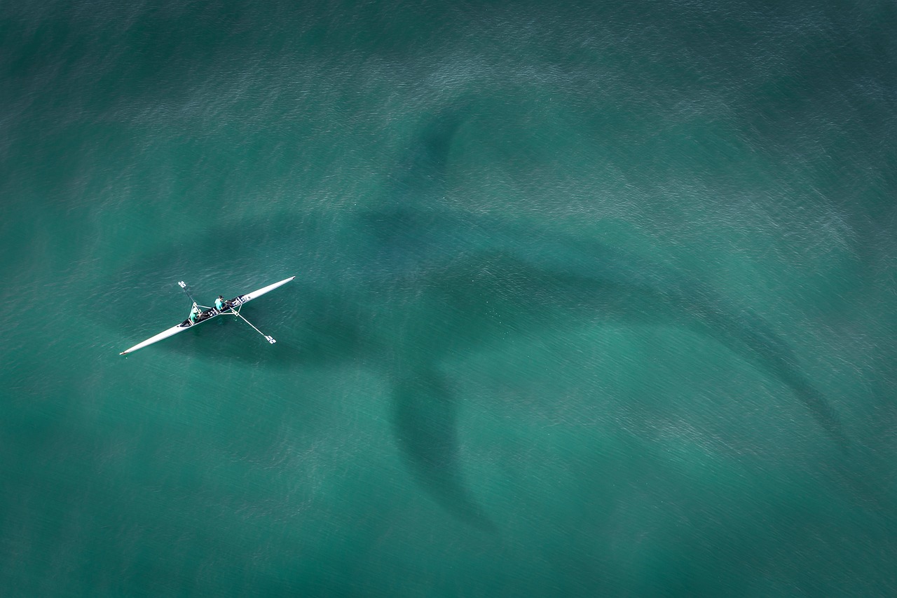 ¿Descubriendo el Fenómeno de las Ballenas en Islandia?